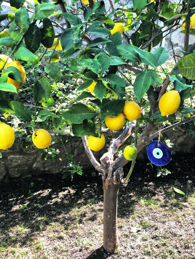 İşte “Fete du Citron”a katılmayı hak eden kahraman limonlarımız… Fransızlar Limon Festivali’ni 90 küsur yıldır her şubat ayının ortasında Cote d’Azur’daki Menton kentinde düzenliyorlar. Bir de yanına Mimoza Kutlaması’nı ekleyip her yıl yüz binlerce turist çekiyorlar