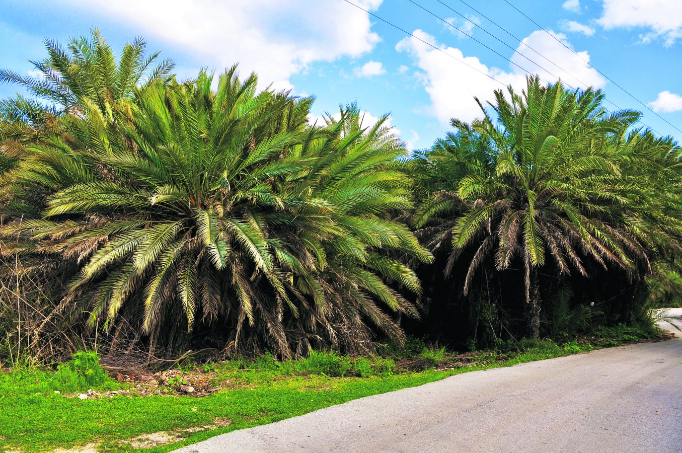 Endemik hurma palmiyeleri
