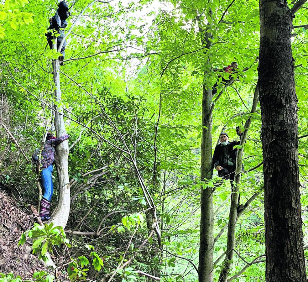 Köylüler, kesilmelerini engellemek için ağaçlara tırmanıyor.