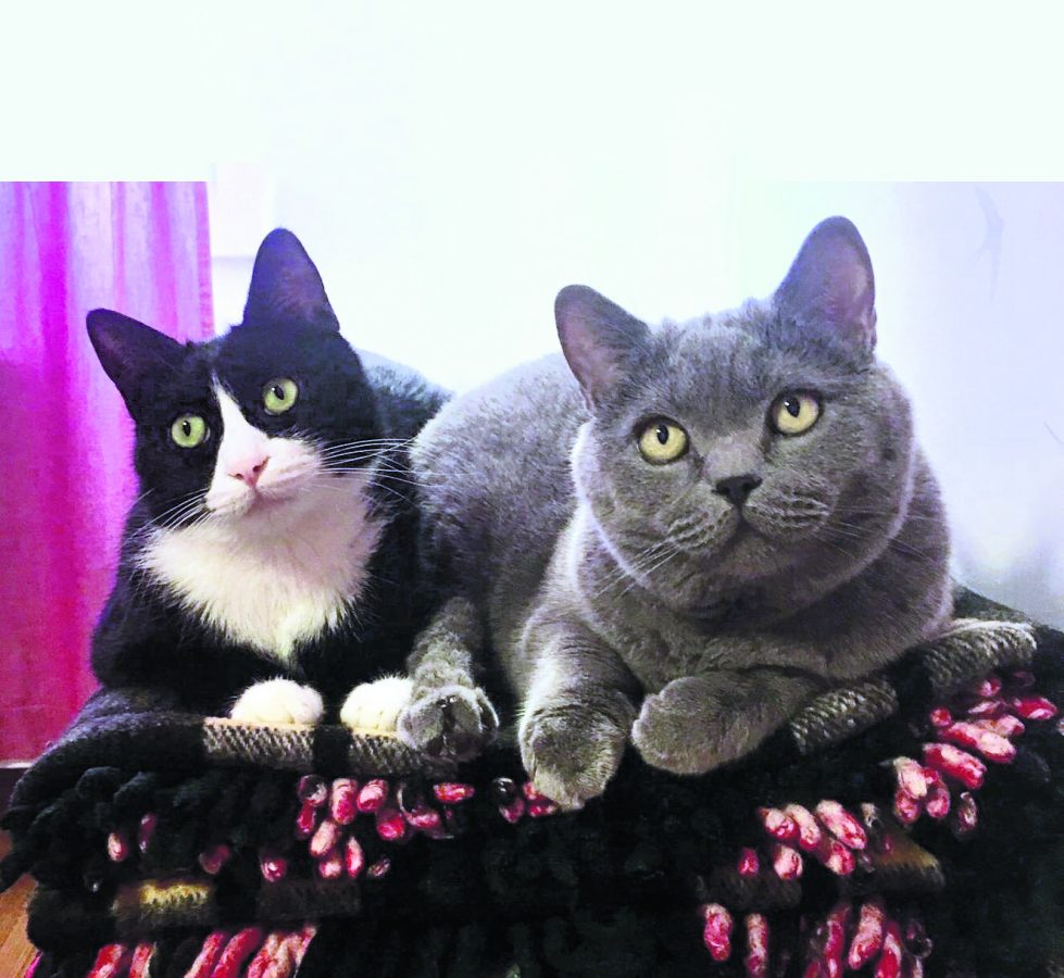 Yekta Kopan'ın kedileri Silgi (solda) ile Cambaz