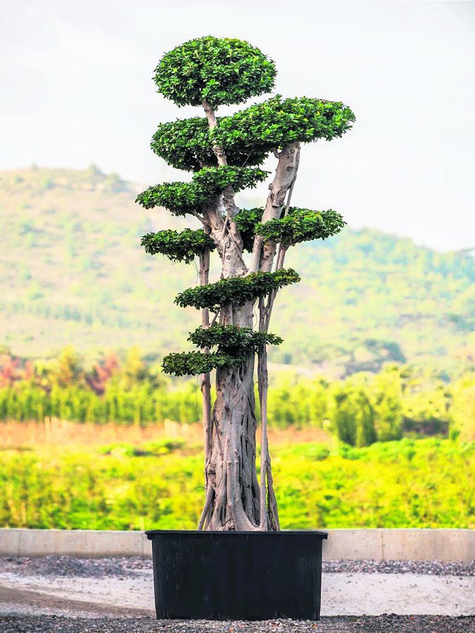 Ficus Microcarpa Compacta Bonsai