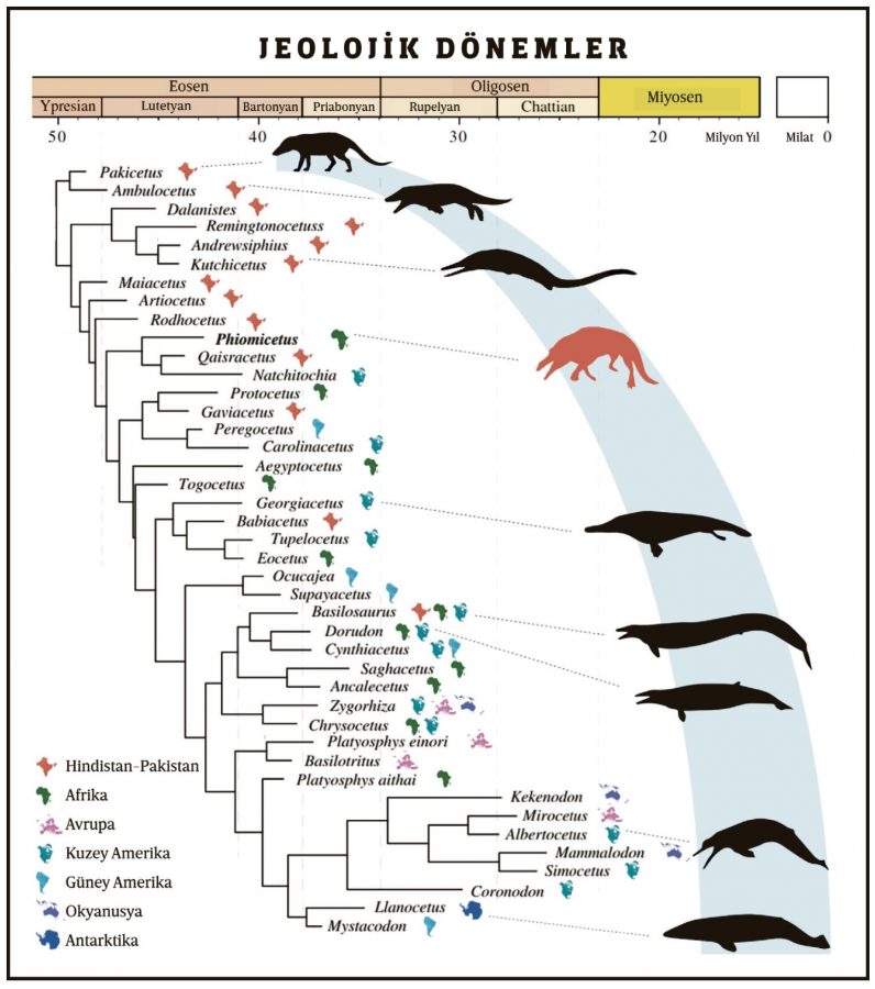 Görsel 3 - Balinaların evrim ağacı ve yeni keşfedilen tür (kırmızıyla gösterildi). Üstte fosillere ait zaman çizelgesi görülüyor. Ağaç, akrabalık ilişkilerini gösteriyor. Renkli haritalar, fosillerin keşfedildiği coğrafyalar. Abdullah S. Gohar ve ark., Proceedings B, 2021