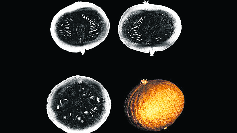 MR cihazı insanlardan önce bal kabağında denendi. Kabak beyinle aynı çapta.