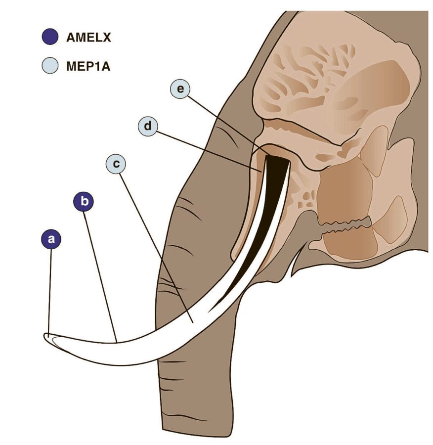 MEP1A mutasyonları asıl “fildişi” kısmını, yani dentini, periodontium’u ve diş kökünü etkiliyor.