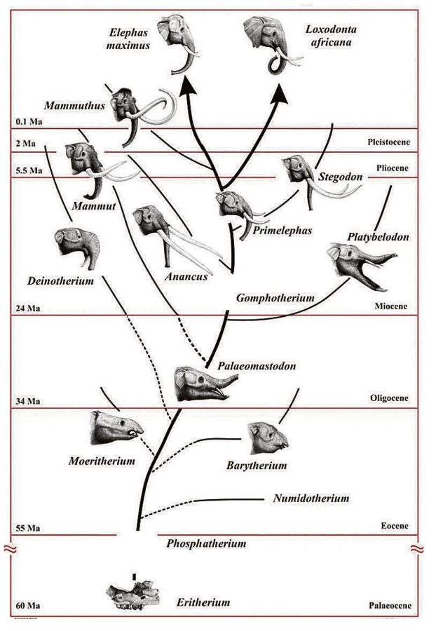 Hortumlular (Proboscidea) Takımı’nın Evrim Ağacı.