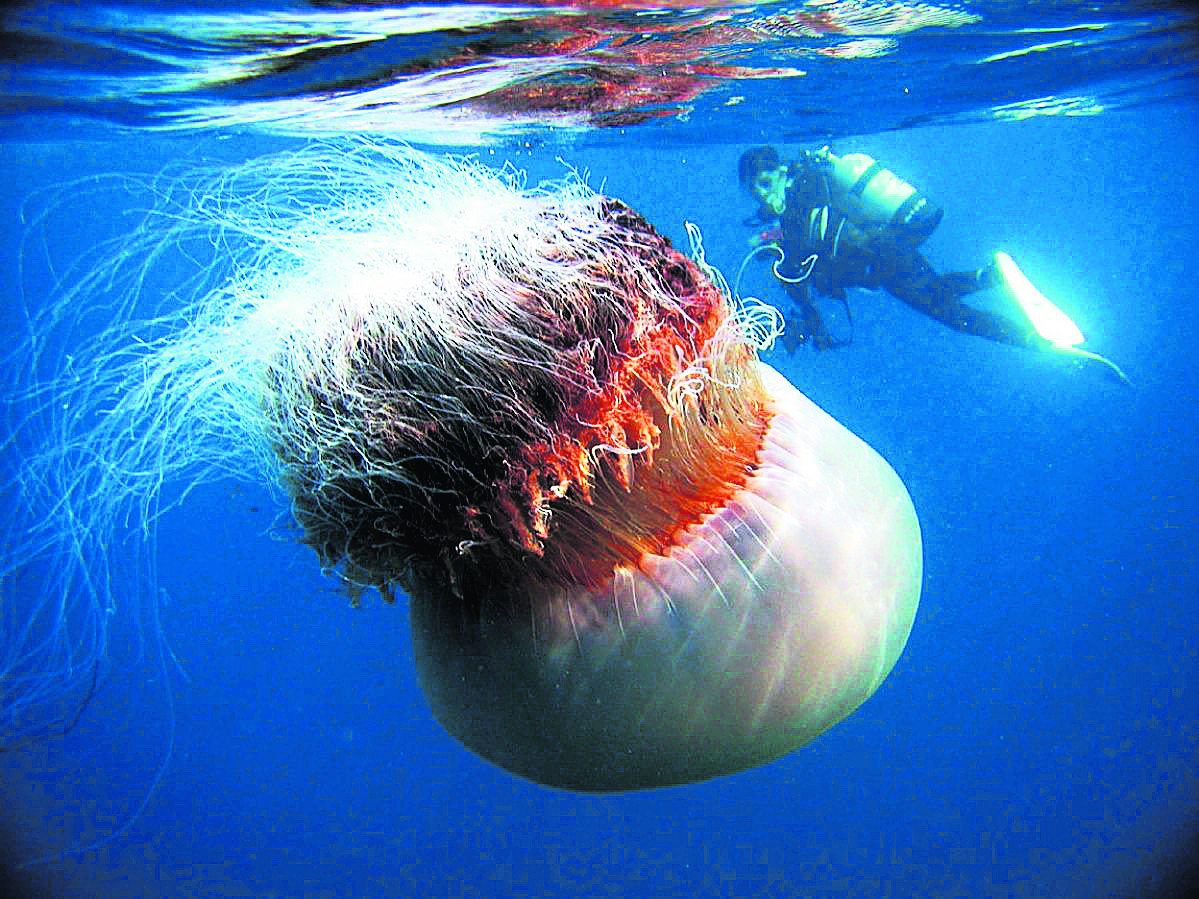 Akdeniz son 10 yıldır denizanası patlaması alarmı veriyor. Yavaş yavaş balık denizi olmaktan denizanası denizi olmaya doğru gidiyor.