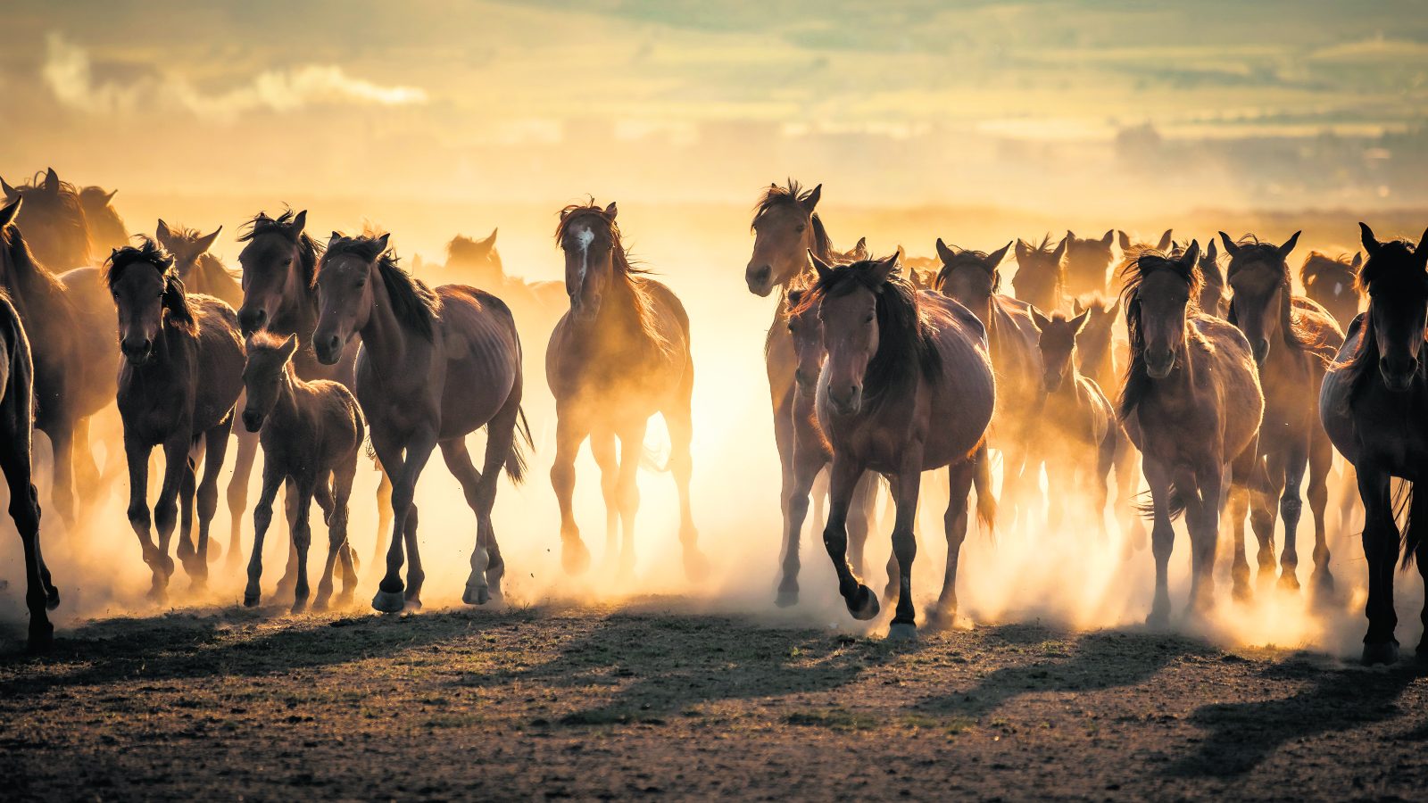 Kapadokya’daki yılkı atları.