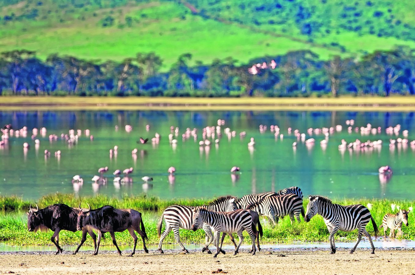 Zebra ve antiloplar Tanzanya’daki krater gölü Ngorongoro’nun kıyısında yürüyor. Ülke, halen macera turizminin önemli merkezlerinden.